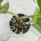 The Margaux Monstera Support Ring