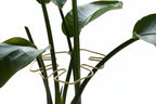 The Margaux Monstera Support Ring