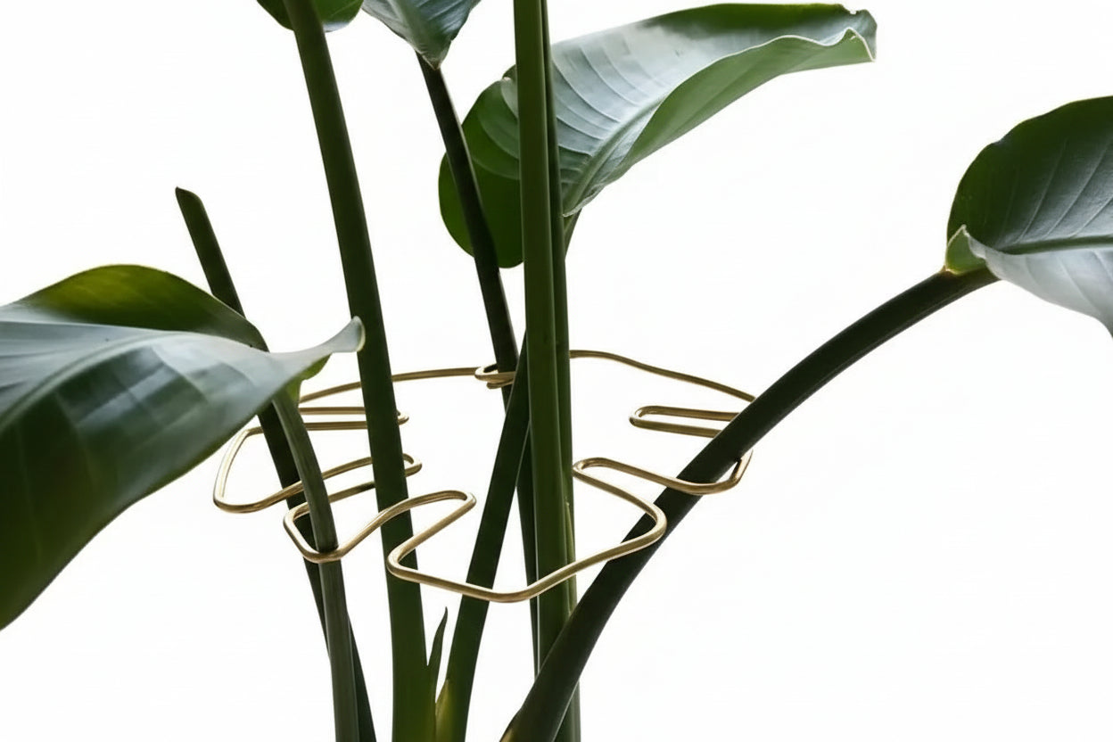 The Margaux Monstera Support Ring