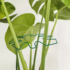 The Margaux Monstera Support Ring