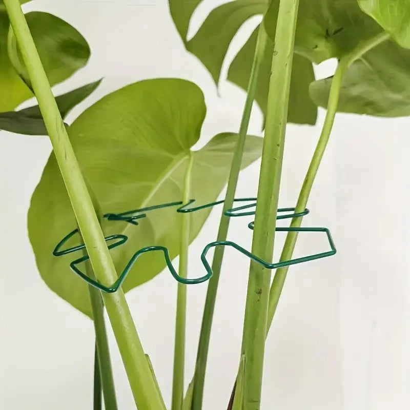 The Margaux Monstera Support Ring